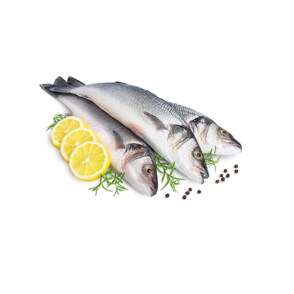 Turkish Sea Bass